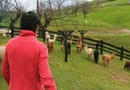 Alpacas_carousel