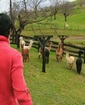 Alpacas_home_thumbnail